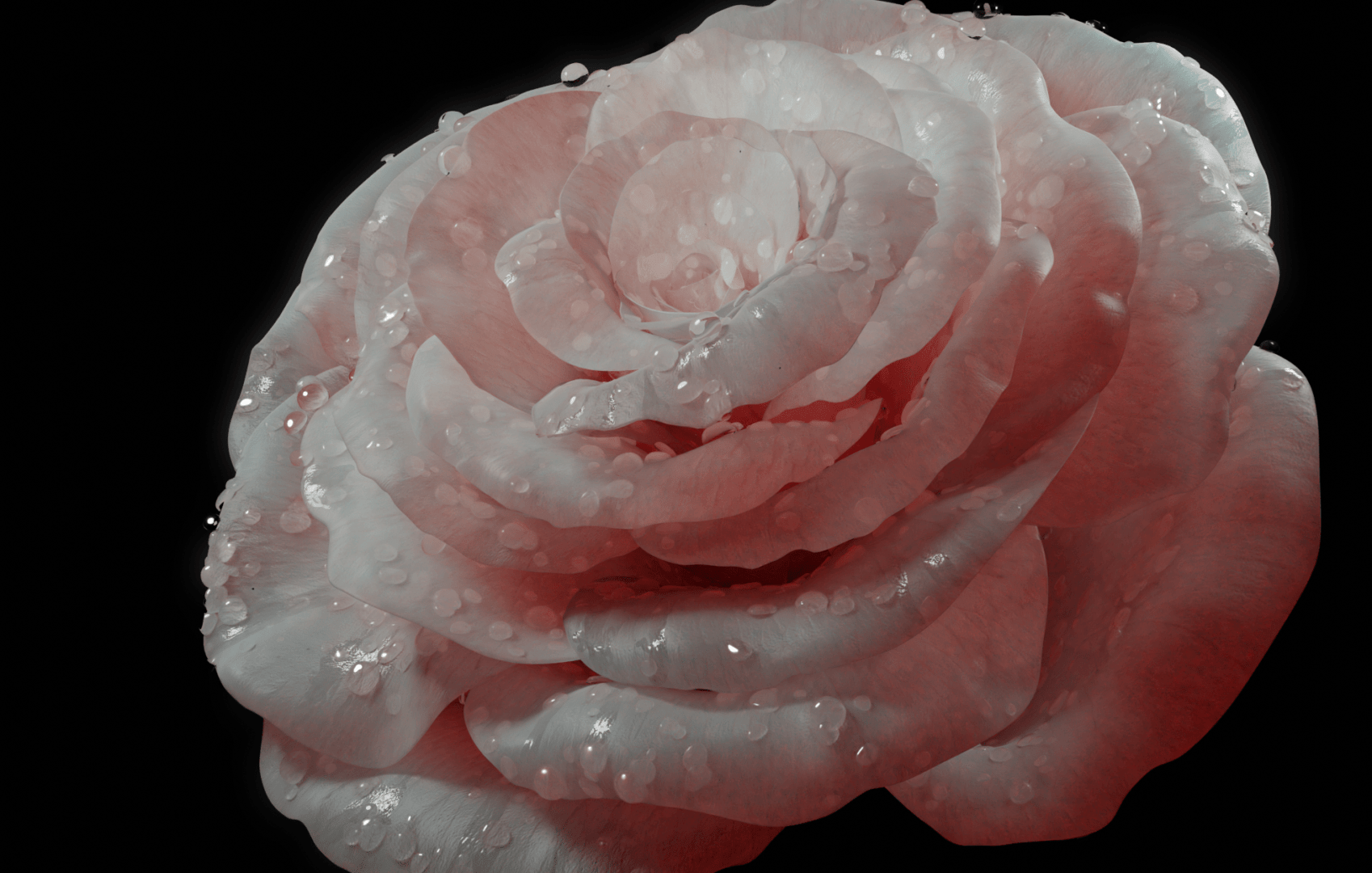 rose-2
