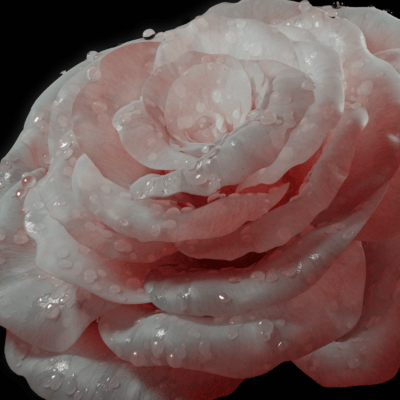 rose-2