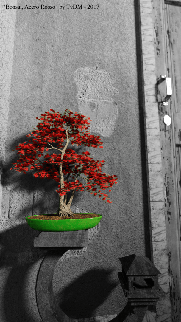 bonsai_acero_rosso_final