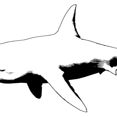 shark-2