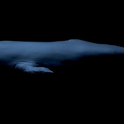 whale-2