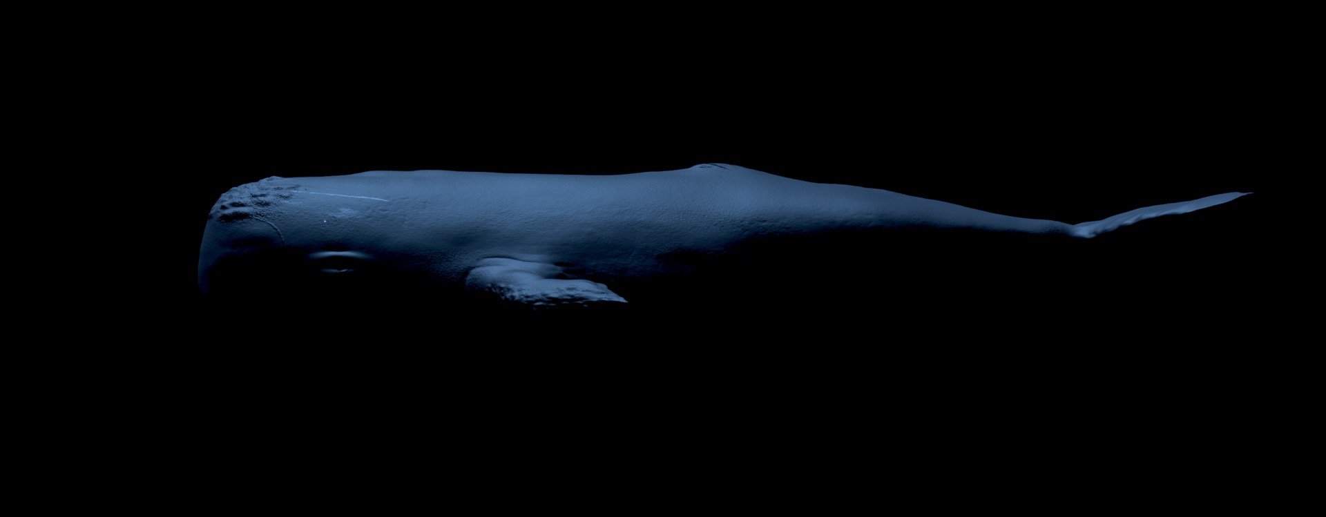 whale-2