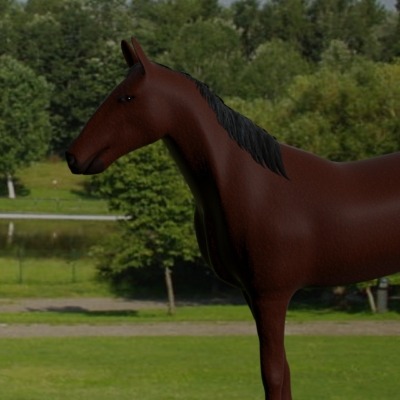 cavallo01