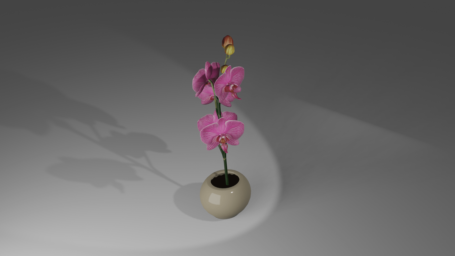 orchidea_rend2