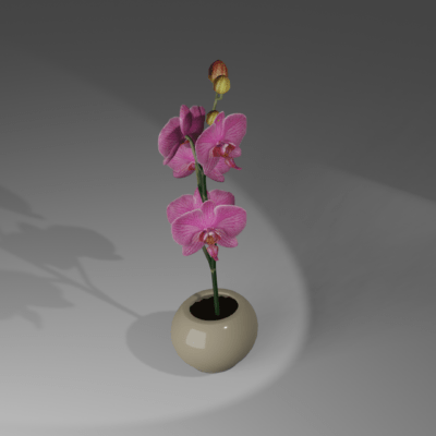 orchidea_rend2