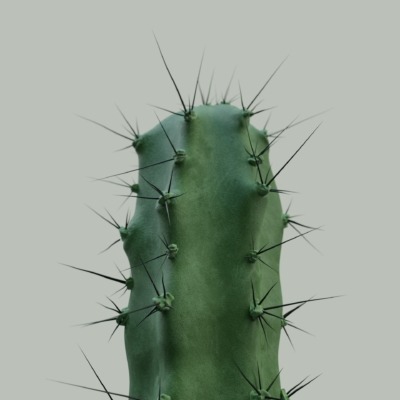 cactus_velluto