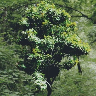tree_02