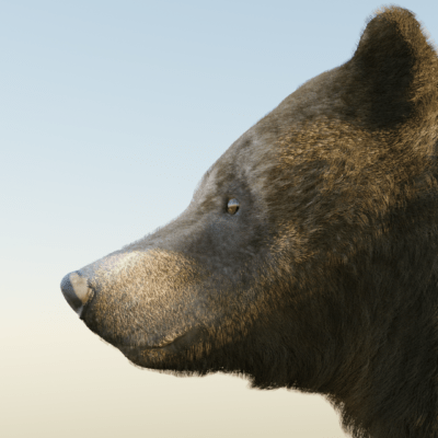 bear_01