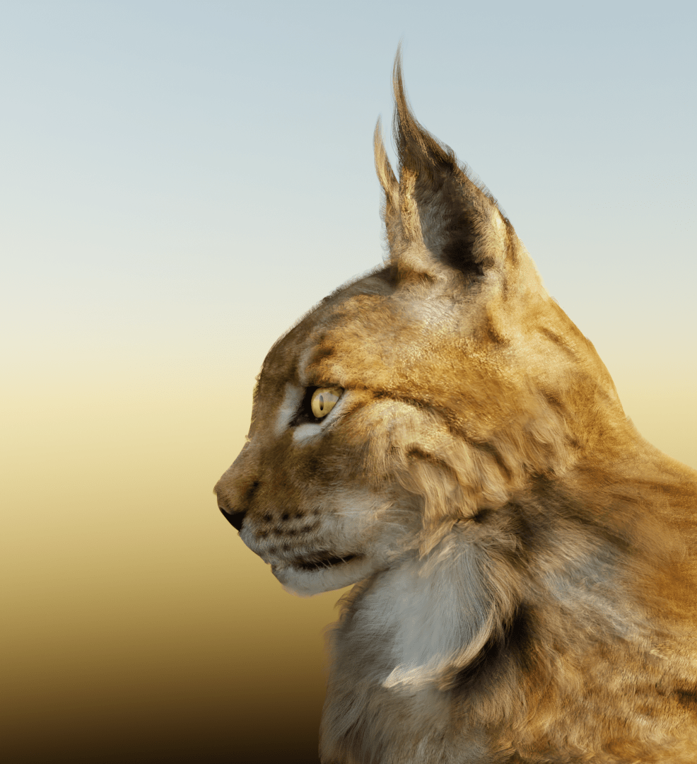 lince-2