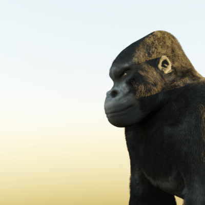 gorilla-2